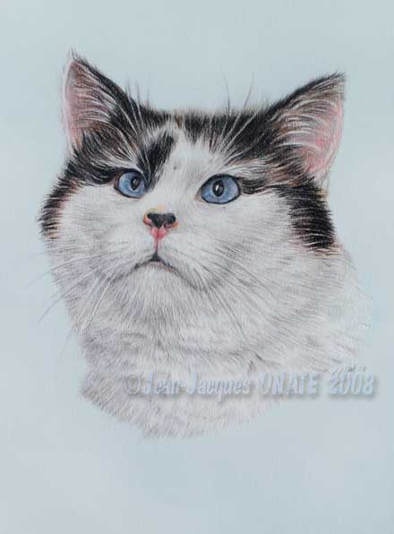 Portrait de Clarence, chat blanc crois siamois 20 x 30 cm dessin aux crayons par Jean-Jacques Onate